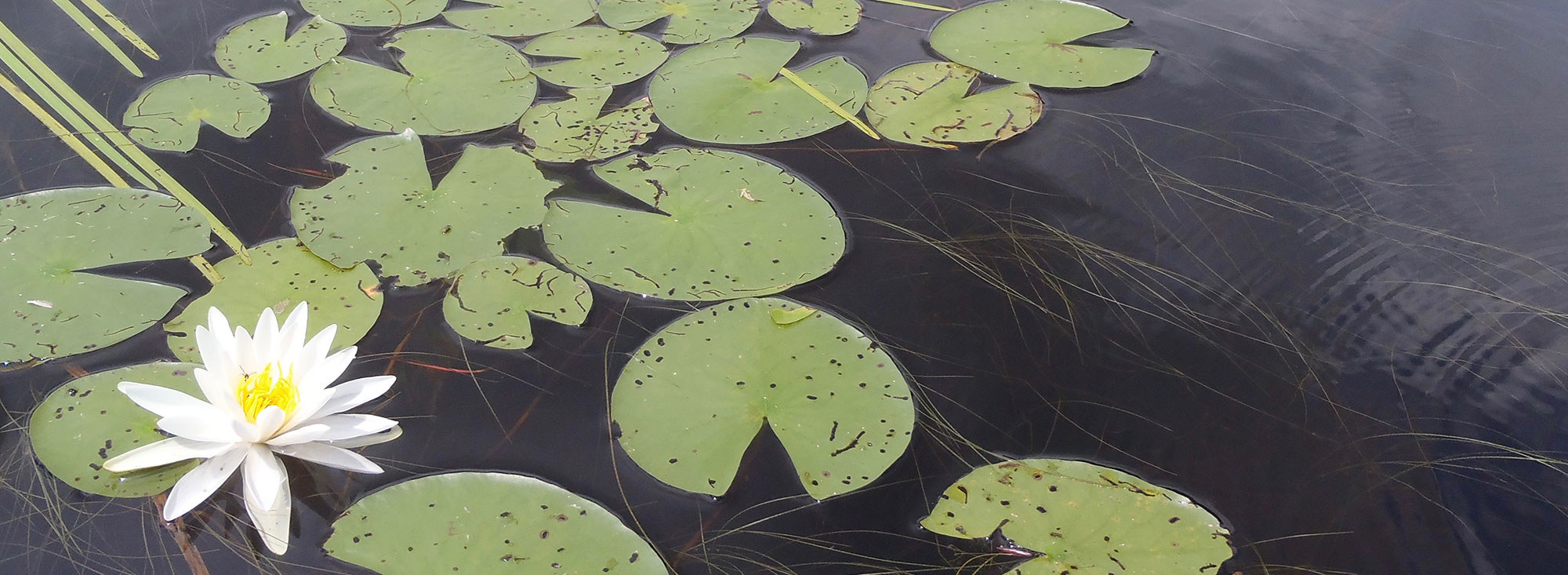 Lilly Pads and Lilly