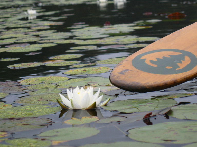 Canoe paddle the the camp logo hovering over the water next to a water lily flower