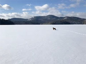 Dog on frozen lake with mountains in backgrounf